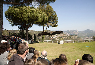 Cim d’Àligues
